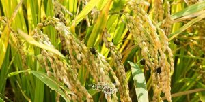 paddy dhan crop rice आजादी के बाद देश में पहली बार अनाज पर टैक्स, अब चावल, दाल, गेहूं, मैदा आदि पर देना होगा GST