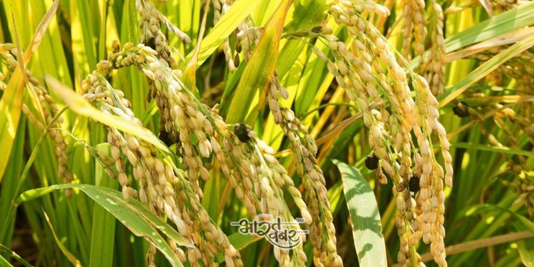 paddy dhan crop rice बहिष्कार के बावजूद पंजाब सरकार ने 22,508 मीट्रिक टन का धान खरीदा