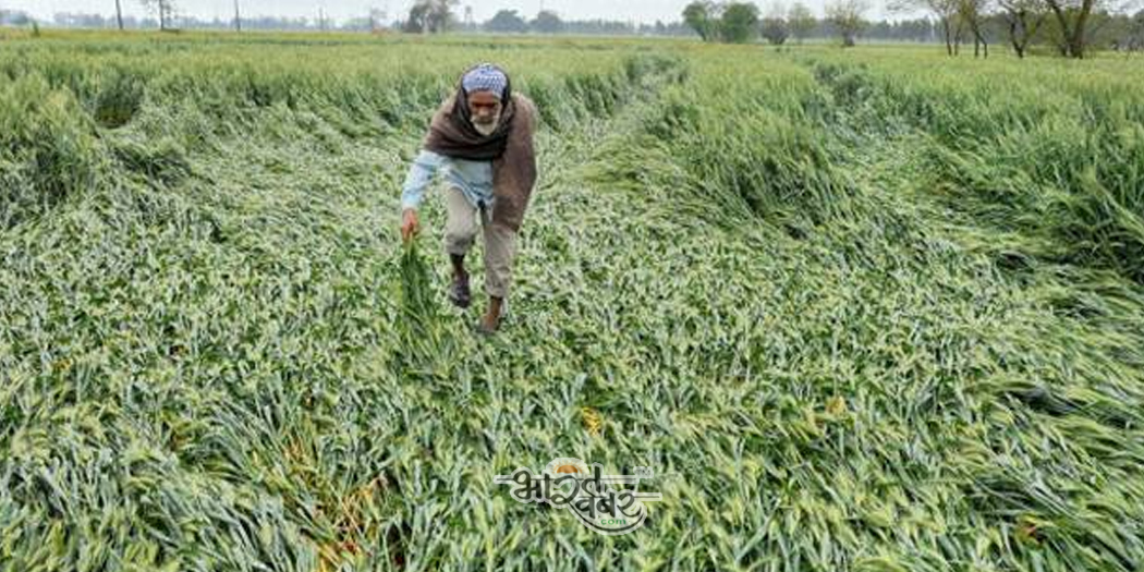 rain crop fasal अतिवृष्टि में नुकसान हुई फसलों का अंतर-मंत्रालयीय टीम ने किया आकलन