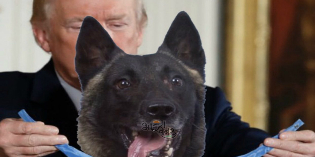 dog respect अमेरिका के राष्ट्रपति डोनाल्ड ट्रंप ने अल-बगदादी के खिलाफ घायल कुत्ते को सम्मान दिया