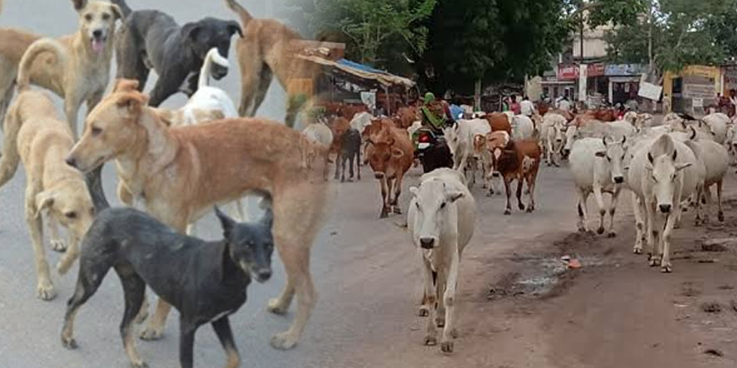 awara pashu animal शहर में आवारा पशुओं को जब्त करने के लिए MCD कर रहा ये तैयारी