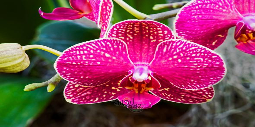 orchid ऑर्किड हर्बल गार्डन की स्थापना से विशेष औषधियों का होगा निर्माण