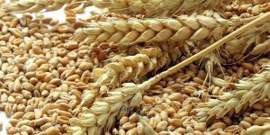 wheat दलाल कारोबार पर रोक के साथ रिकॉर्ड तोड़ गेहूं खरीद, लॉक डाउन में किसान को राहत ?
