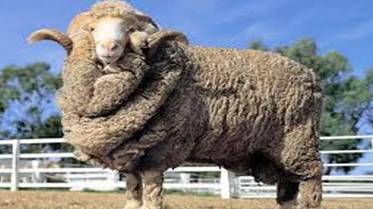 भेड़ उत्तराखंड में सीएम रावत ने मंगाई 240 ऑस्ट्रेलियन भेड़,  भेड़ पालन और ऊन के कारोबार को मिलेगा बढ़ावा