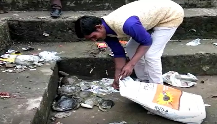 hardoi हरदोई में मंदिर परिसर के सरोवर में 40 कछुओं के मृत मिलने से हड़कंप