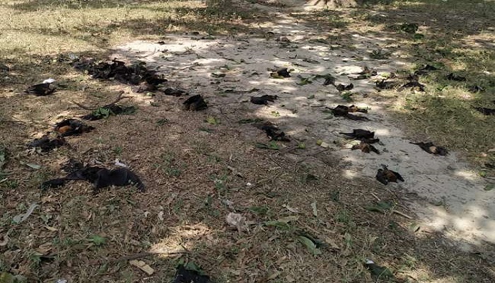 chamgather 1 कोरोना के बीच गोरखपुर में 500 से ज्यादा चमगादड़ों की हुई मौत, क्या कोई नई मुसीबत देश में दे रही दस्तक?