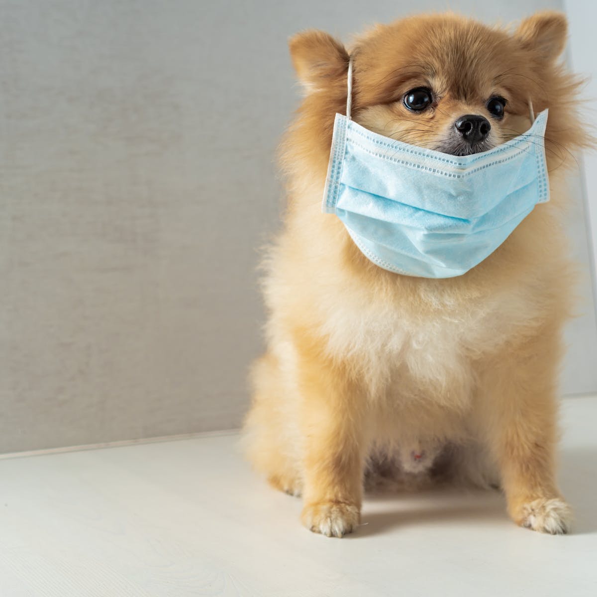 dog 1 लोगों में कोरोना के संक्रमण का पता लगाएंगे कुत्ते, जानिए कैसे करेंगे काम?