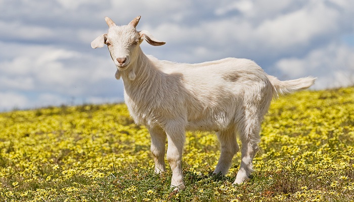 goat 1 बकरी और फल में मिले कोरोना के लक्षण , खाने से पहले सोच लें वरना चलेगी जाएगी जान..