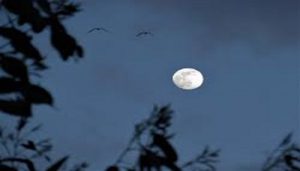 moon 1 आज है आषाढ़ पूर्णिमा का व्रत, यहां जानिए चंद्रोदय का समय, पूजा की विधि और शुभ मुहूर्त