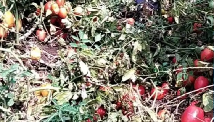 राजस्थान 1 राजस्थान में खेतों में पड़ी सड़ रही सब्जियां, लॉकडाउन के कारण मंडियों तक नहीं पहुंच पा रही