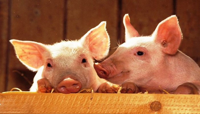 सूअर भारत मे अफ्रीकन स्वाइन फ्लू की दस्तक, असम में 2500 सुअरो की मौत