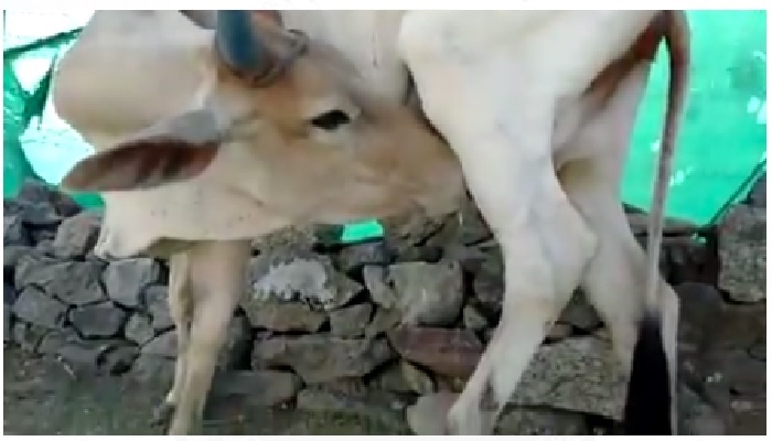 cow 1 1 अपना दूध खुद पी रही गाय, क्या खत्म हो जाएगी दुनिया?