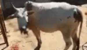 cow 2 कब सुधरेगा इंसान गर्भवती हथिनी को बम खिलाने के बाद गर्भवती गाय को भी खिलाया बम..