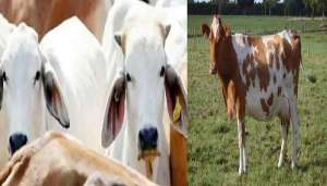 cow रामनगरी अयोध्या में जगमगाएगा 1100 गाय के गोबर से बने दीये