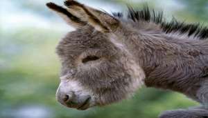 donkey 3 जुआ खेलने के आरोप में पाकिस्तान में गधे को क्यों किया गया गिरफ्तार?