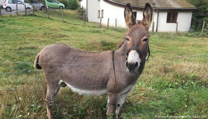 donkey arested जुआ खेलने के आरोप में पाकिस्तान में गधे को क्यों किया गया गिरफ्तार?