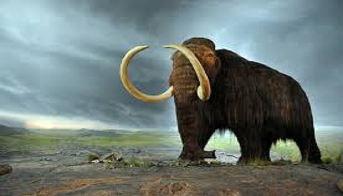 elephant 2 शिवालिक के जंग में मिला 50 लाख साल पुराने हाथी का जीवाश्म जानिए क्यों है खास?