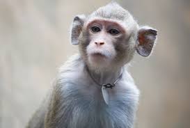 monkey 3 VIRAL VIDEO - बंदर ने मुंह बना-बनाकर तोड़े बींस, की अपने मालिक की मदद