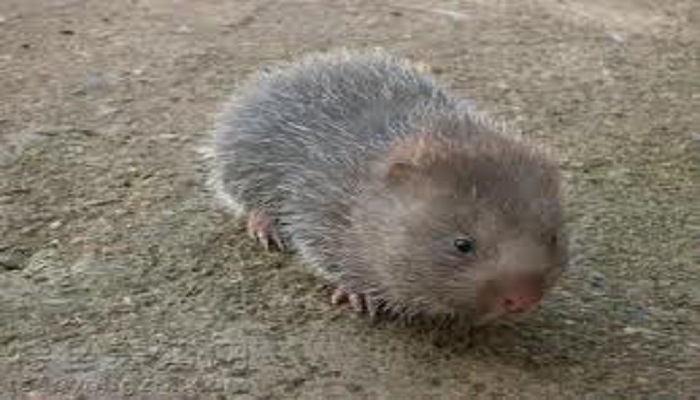 rat 1 दुनिया को कोरोना में फंसाकर 10 हजार रूपये किलो बिकने वाले इन चूहों को क्यों मार रहा चीन?