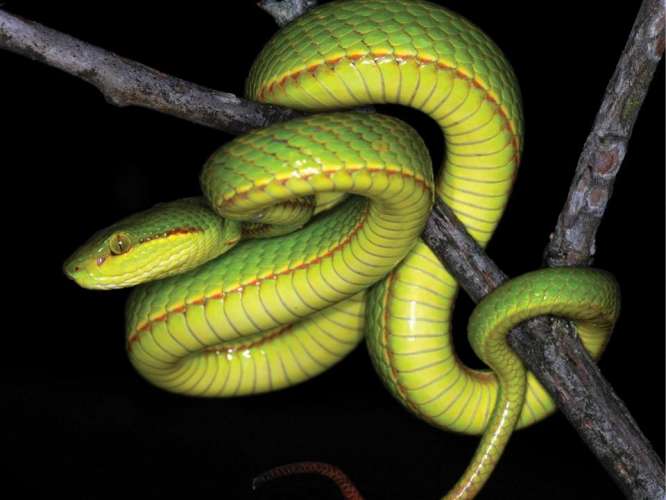 snake 2 रिहायशी इलाके में दिखा नाग-नागिन का जोड़ा, लोगों में मची कैमरे में कैद करने की होड़