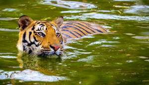 tiger 2 MP: 1 अक्टूबर से खुलने जा रहे 6 नेशनल पार्क, ऑनलाइन बुकिंग शुरू