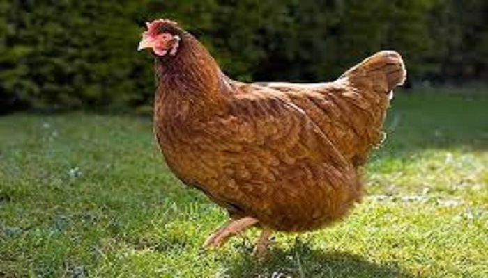 chicken 1 महिला ने पिछले जन्म में मुर्गी होने का किया दावा, रहस्य जानकर आपके उड़ जाएंगे होश..