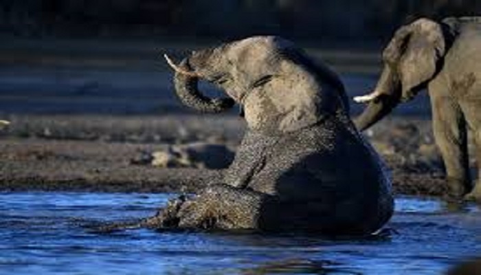elephant 3 1 कोरोना के बीच इस देश में हुई 300 से ज्यादा हाथियों की एक साथ रहस्यमय मौत..