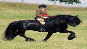 horse 2 रूस में शुरू की गई दुर्लभ घोड़ों का बचाने की मुहिम..