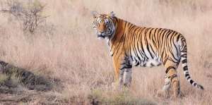 International Tiger Day 2020: बाघों को बचाने की एक मुहिम, जानें दुनिया में कितने बचे है बाघ