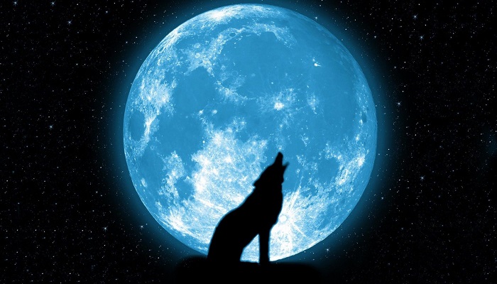 wolf 1 चांद को देख कर क्यों रोते हैं भेड़िए?, नासा के वैज्ञानिकों ने किया खुलासा..