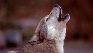 wolf 3 चांद को देख कर क्यों रोते हैं भेड़िए?, नासा के वैज्ञानिकों ने किया खुलासा..