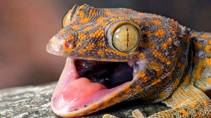 Tokay Gecko lizard बीएसएफ ने पकड़ी 7 करोड़ की टोके गेको छिपकली, तस्कर फरार