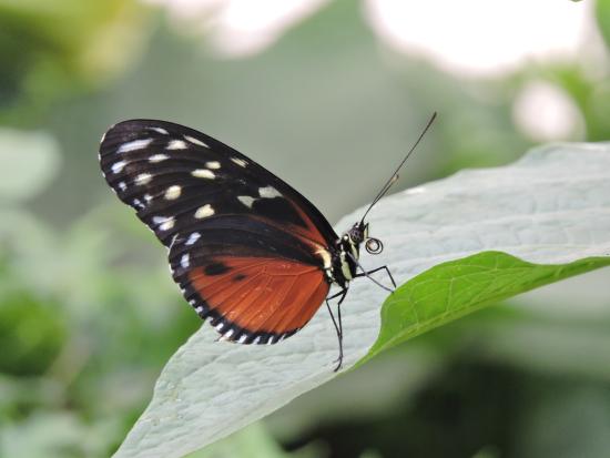butrterfly जम्मू कश्मीर में होगी तितलियों की गणना