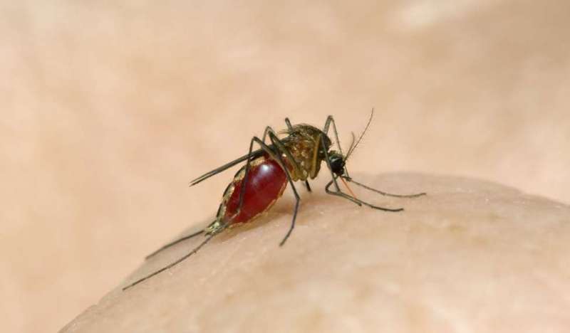 dengue यूपी के कई जिलों में बढ़ डेंगू का कहर, भाजपा सांसद ने दिया अजीबोगरीब बयान