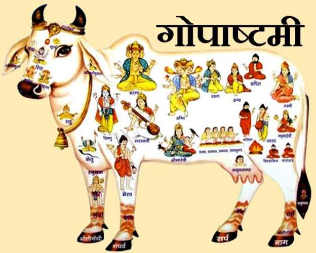 gopashtami गाय और बछड़े की पूजा कर महिलाओं ने इस तरह से मनाई गोपाष्टमी, देखें VIDEO