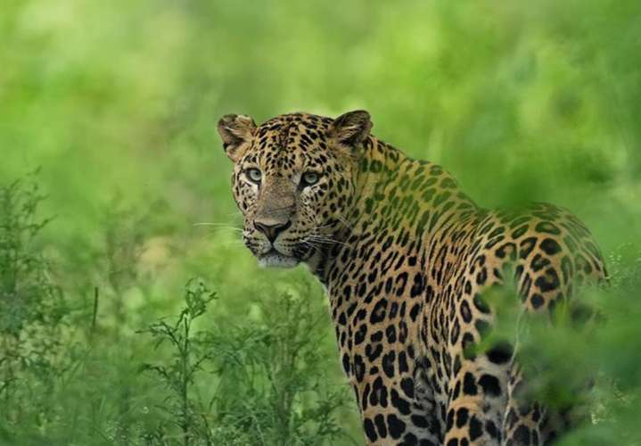 number of leopard in india भारत में बाघों और शेरों के बाद अब तेंदुओं की संख्या में वृद्धि, पीएम मोदी ने दी बधाई