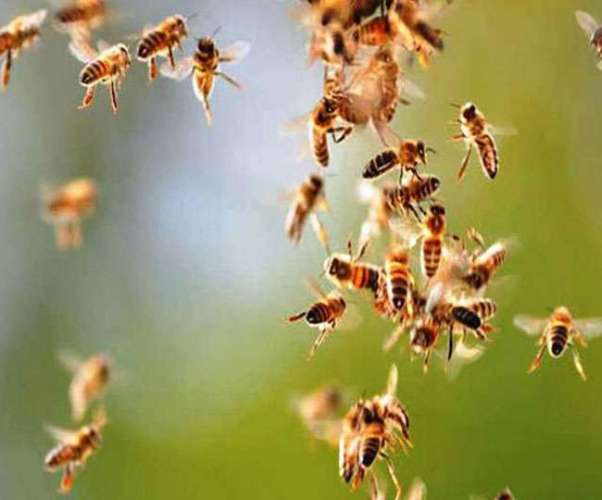 08 05 2019 madhumakhi 19204792 राजस्थान: नागौर में शव यात्रा पर मधुमक्खियों का हमला, एक की मौत और दो गंभीर घायल