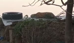 Screenshot 2022 03 06 10.35.50 AM एटा में घर की छत पर बैठा दिखा बाघ, पकड़ने के लिए बुलाई गई वन विभाग की टीम