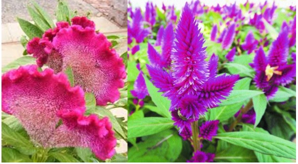 Screenshot 2022 03 26 084822 Mayur Shikha Plant Vastu Tips: भाग्य को चमकाने के लिए घर में लगाएं ये पौधा, बिना रुके आएगा पैसा