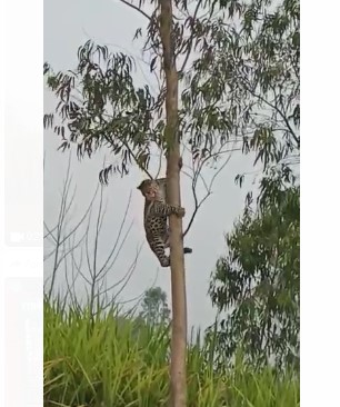 Screenshot 2022 03 28 153827 पेड़ पर चढ़े गुलदार से क्षेत्र में मचा हड़कंप, ग्रामीणों के बीच दहशत का माहौल