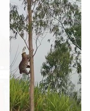 Screenshot 2022 03 28 153908 पेड़ पर चढ़े गुलदार से क्षेत्र में मचा हड़कंप, ग्रामीणों के बीच दहशत का माहौल