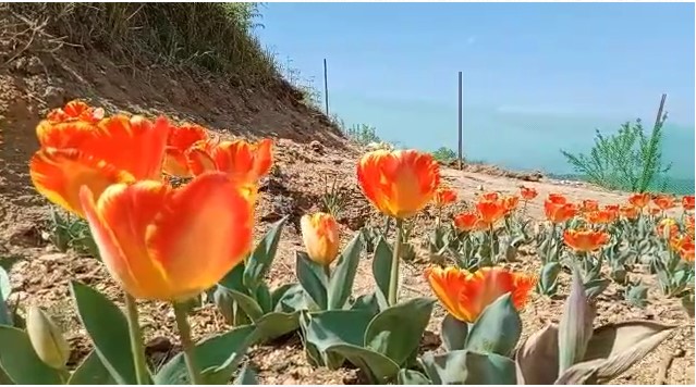 Screenshot 2022 03 31 170523 देशी व विदेशी प्रजाति के फूलों से महकेगा विश्व प्रसिद्ध चौबटिया गार्डन