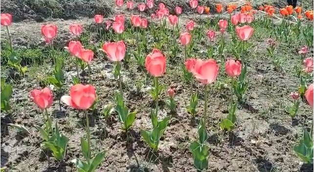 Screenshot 2022 03 31 170545 देशी व विदेशी प्रजाति के फूलों से महकेगा विश्व प्रसिद्ध चौबटिया गार्डन