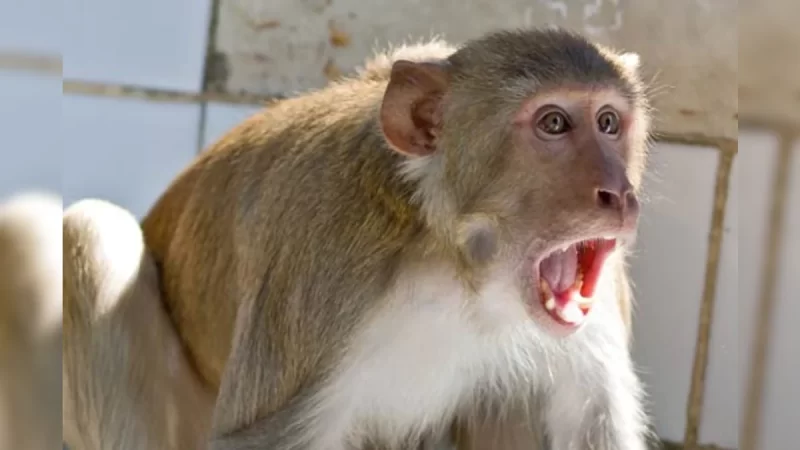 monkey 1 16536519933x2 1 UP News: बरेली में दर्दनाक हादसा, चार महीने के बच्चे को बंदरों ने छत से नीचे फेंका, मौके पर ही हुई मौत