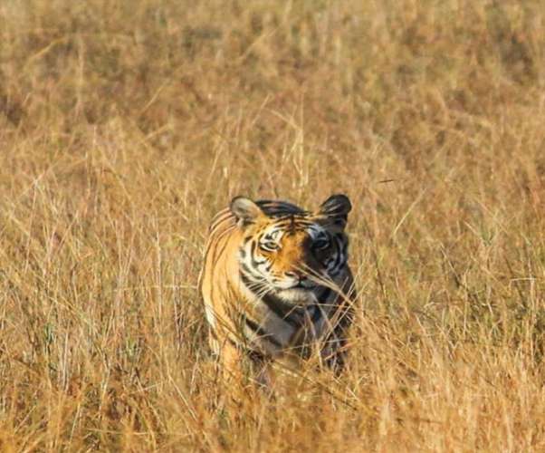 tigher 2 अंतरराष्ट्रीय बाघ दिवस : राजाजी टाइगर रिजर्व और दून आर्ट कांउसिल करेगी फोटोग्राफी प्रदर्शन का आयोजन