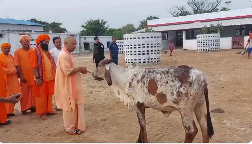 ं UP News: गोरखनाथ मंदिर में सीएम योगी ने बछड़े को अपने हाथ से खिलाया गुड़, वीडियो वायरल