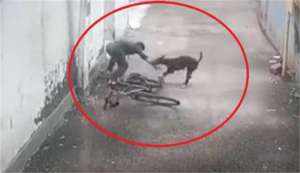 dog नहीं थम रहा आवारा कुत्तों का आतंक, अब केरल में साइकिल सवार लड़के पर कुत्ते ने किया हमला, वीडियो हुआ वायरल