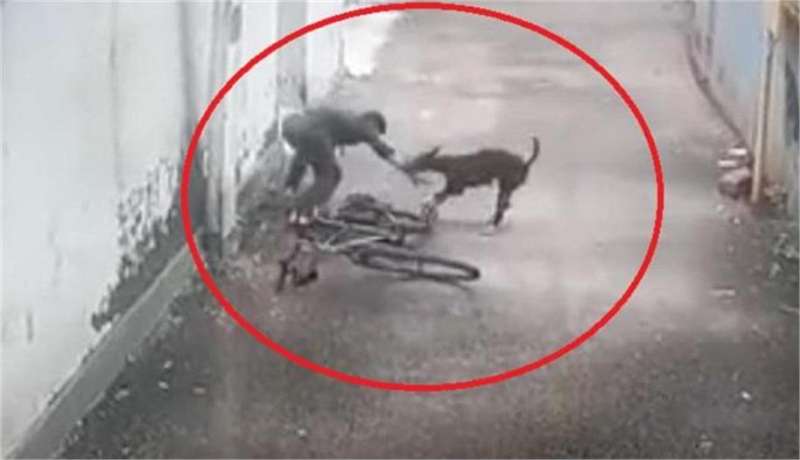 dog नहीं थम रहा आवारा कुत्तों का आतंक, अब केरल में साइकिल सवार लड़के पर कुत्ते ने किया हमला, वीडियो हुआ वायरल