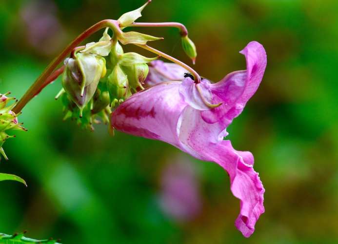 himalayan balsam Himalayan Balsam: यूरोप के लिए आफत बना हिमालय का ये पौधा, जानिए कारण
