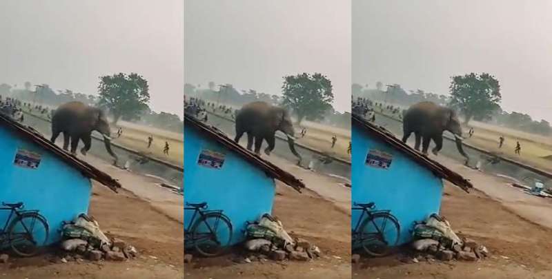 elephtant trending Angry Elephant Video: हाथी को आया गुस्सा तो बाइक को बना डाला फुटबॉल